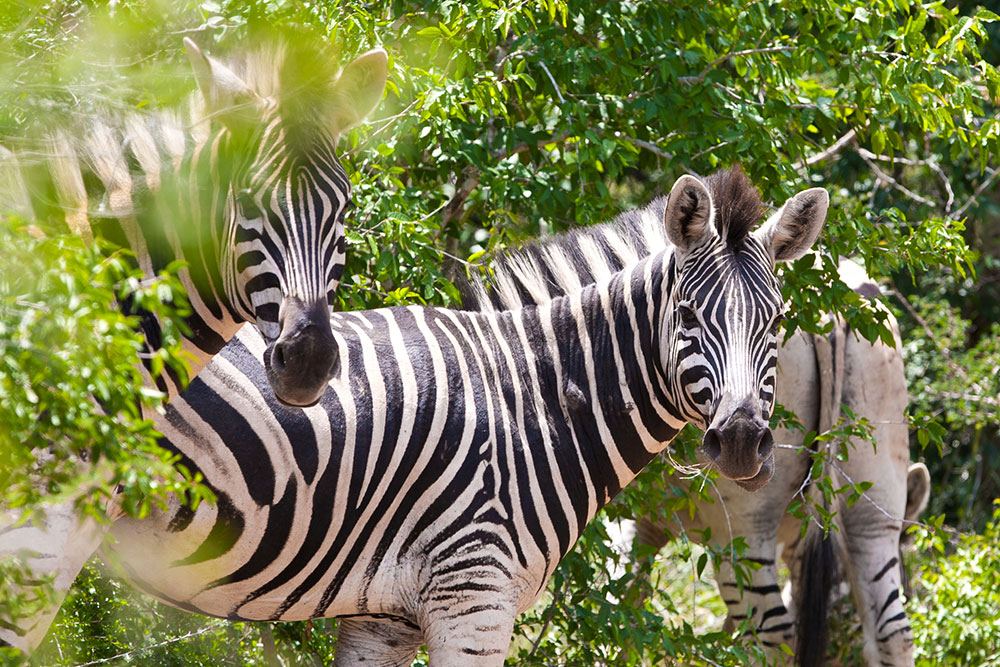 Zebras in Lake Mburo National Park