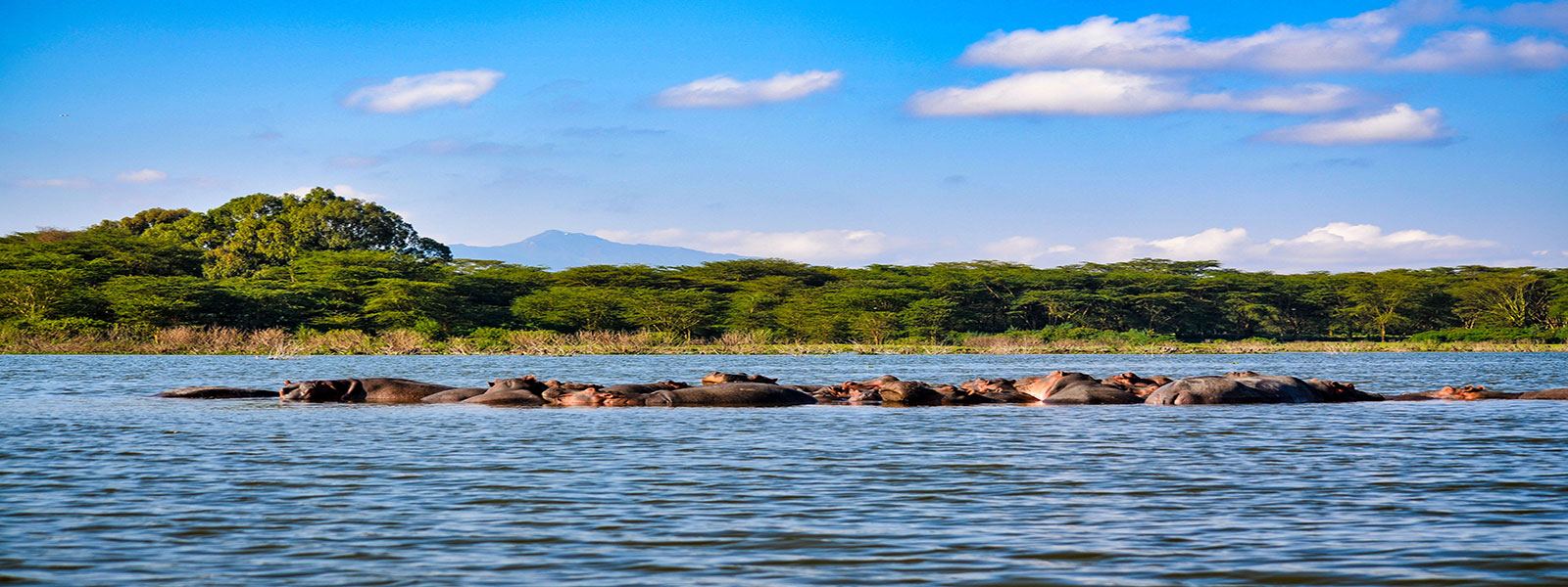 Wildlife along the shore of Lake Nakuru National Park
