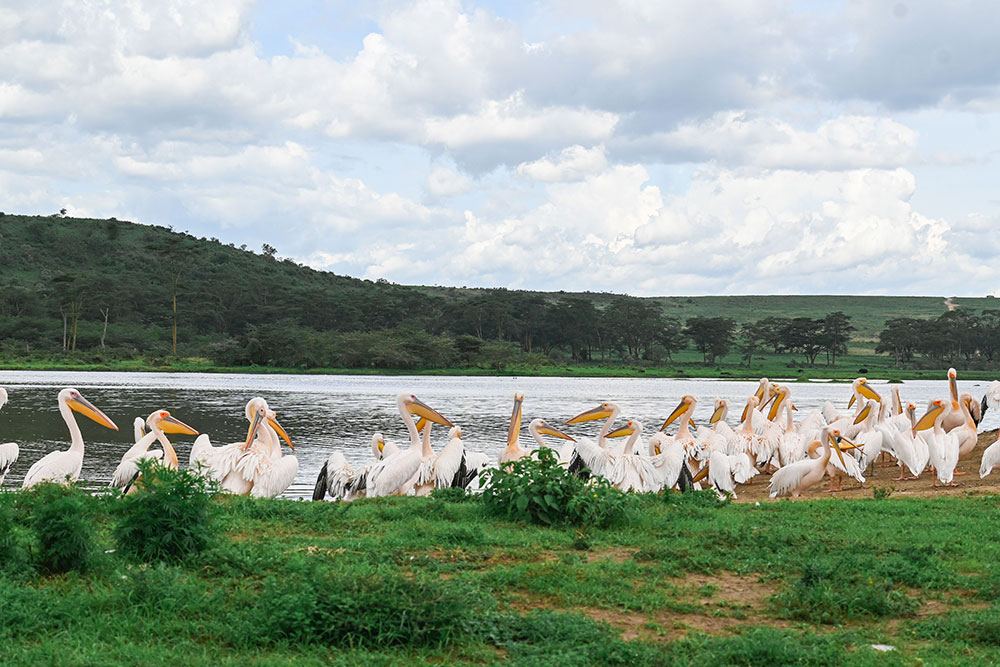 Flamingos on the shore of Lake Nakuru National Park