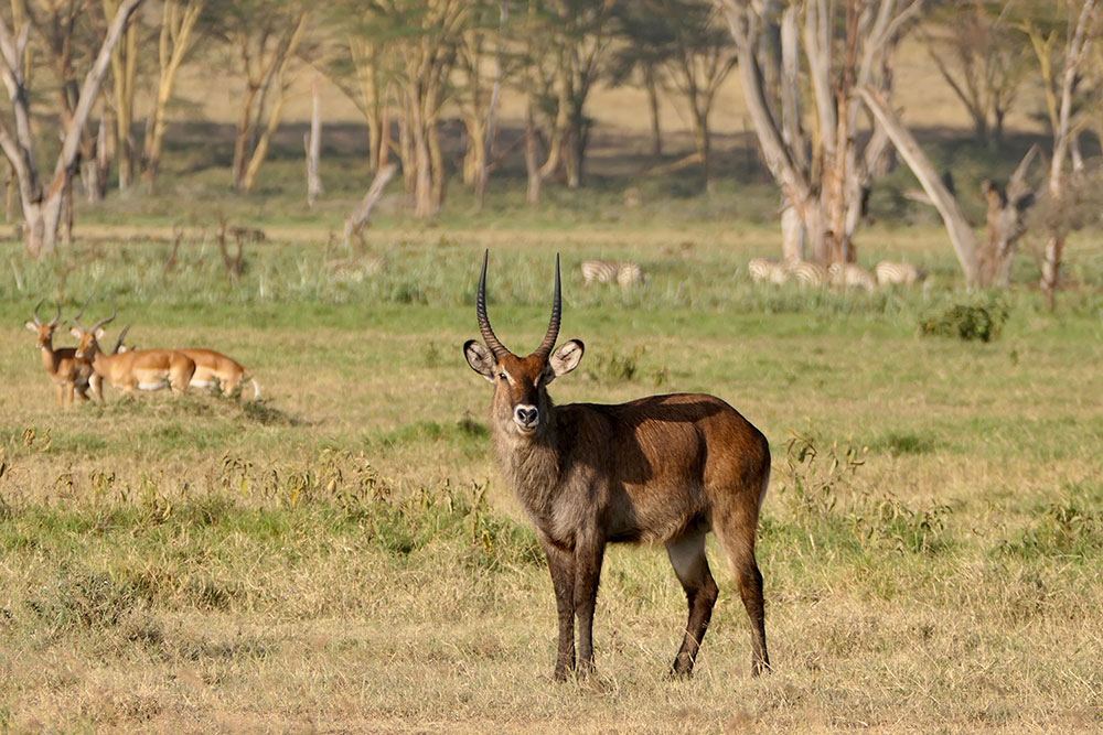 Waterbuck in Mount Kenya National Park