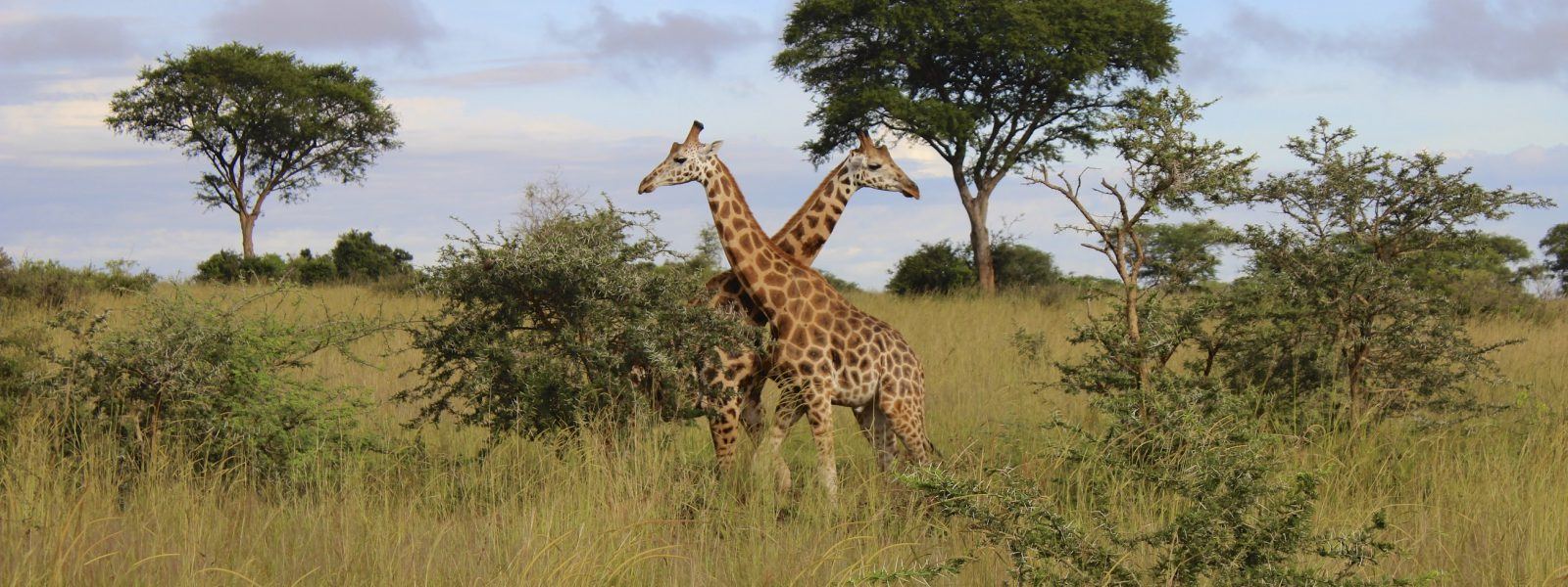Giraffes in the savannah on a 2 day Lake Mburo safari