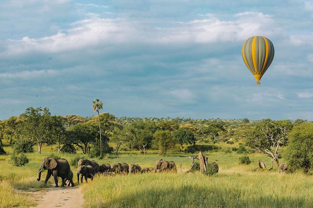 Hot air balloon over elephants in Tarangire National Park