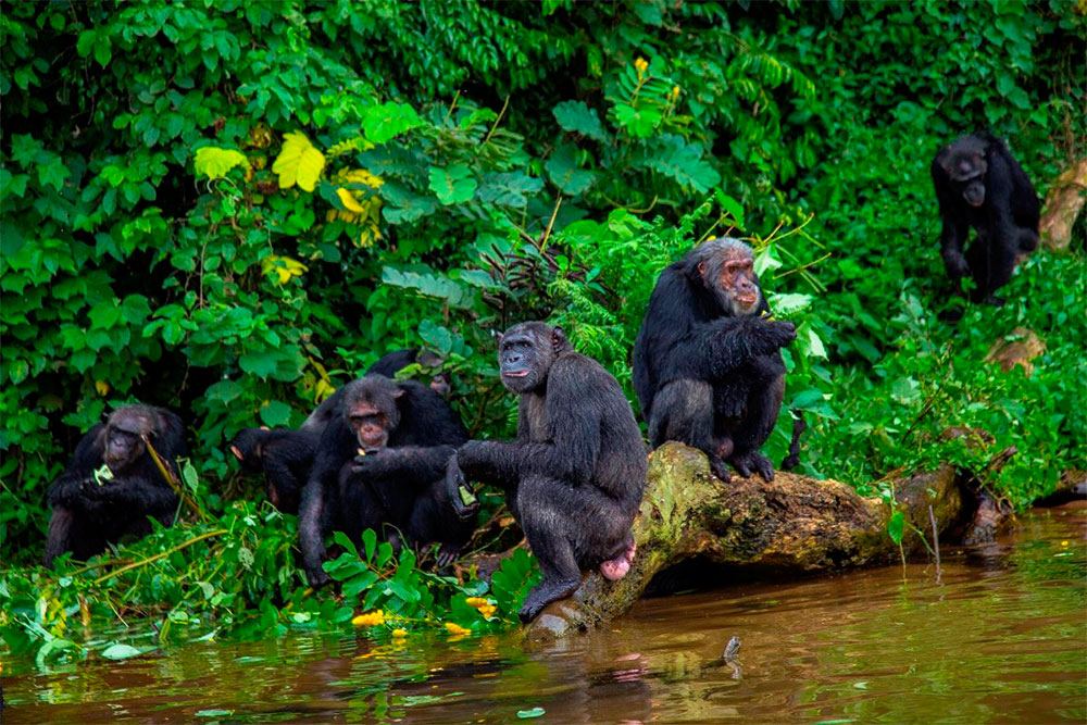 Chimpanzees at Ngamba Island Chimpanzee Sanctuary in Uganda