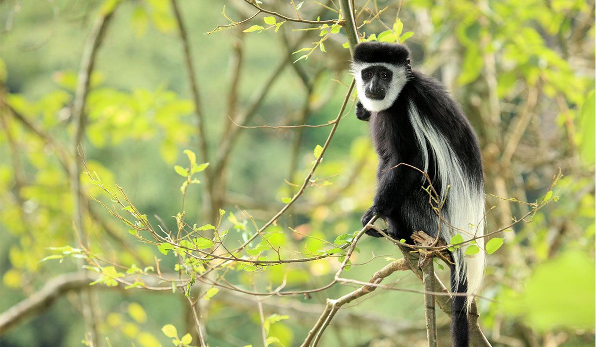 Black-and-white colobus monkey on a primate tour in Uganda