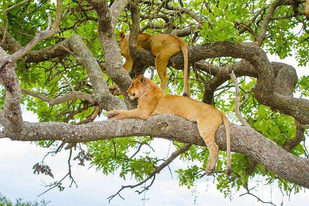 Tree-climbing lions in Queen Elizabeth National Park