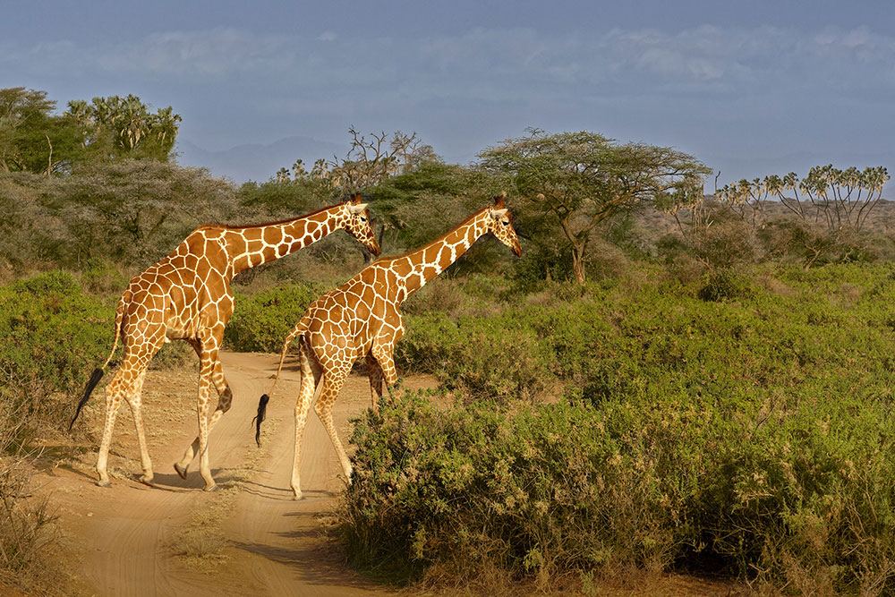 Reticulated giraffes in Samburu National Reserve