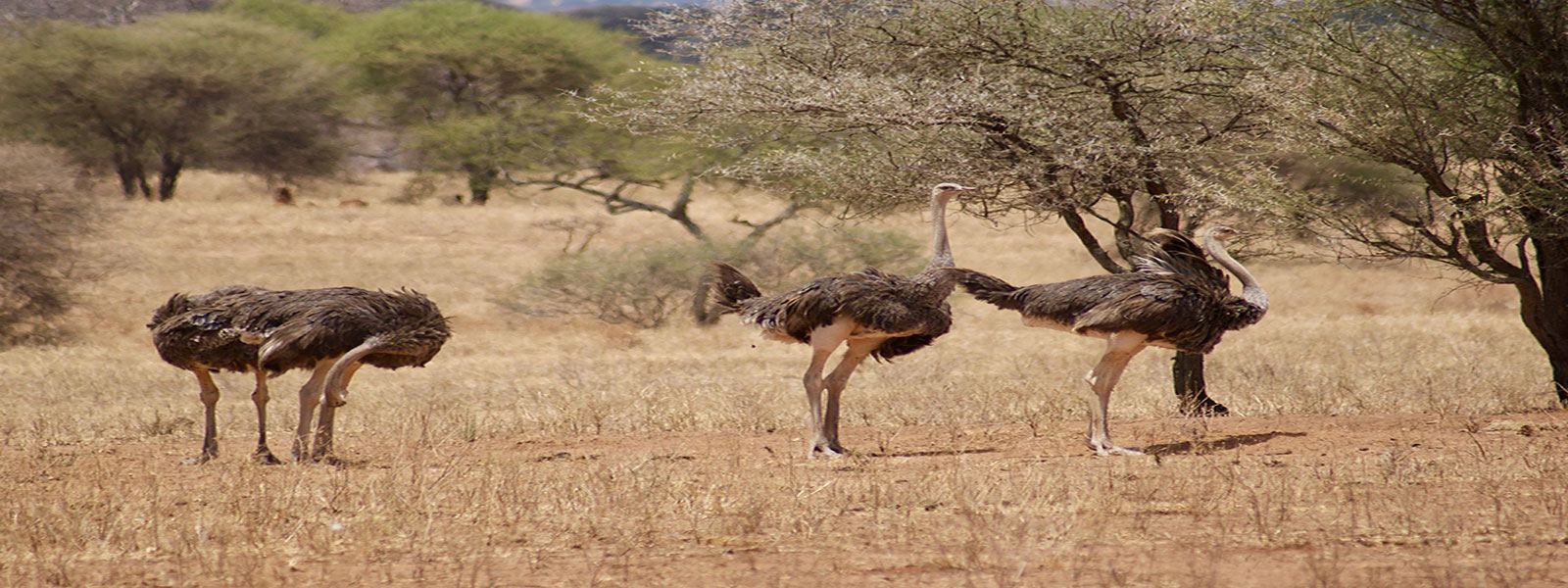 Ostriches on the plains of Serengeti National Park
