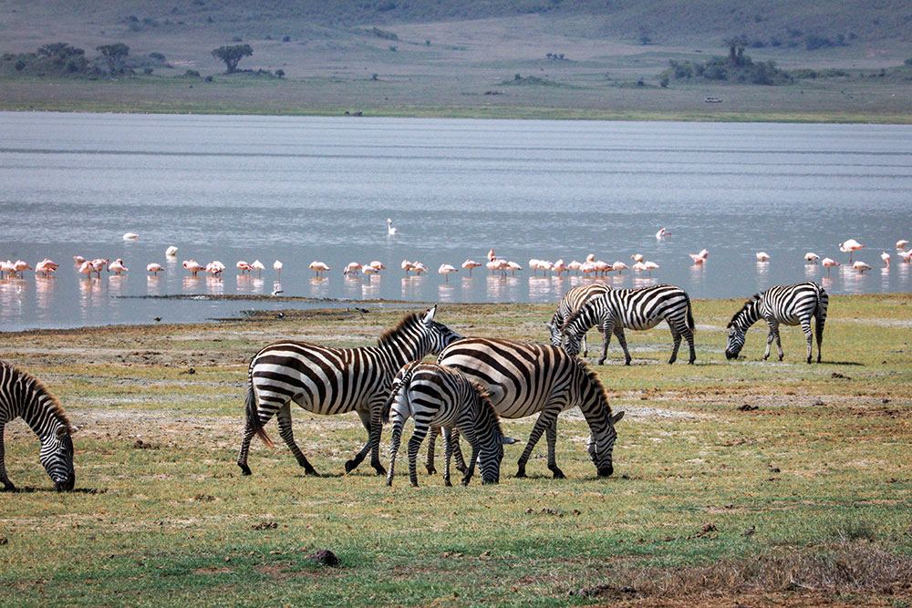 Zebras and flamingos in Serengeti National Park