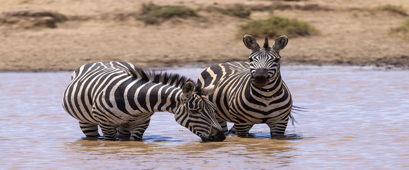 Zebras drinking at a waterhole in Tsavo National Park