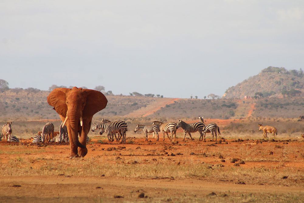 Red elephants of Tsavo National Park