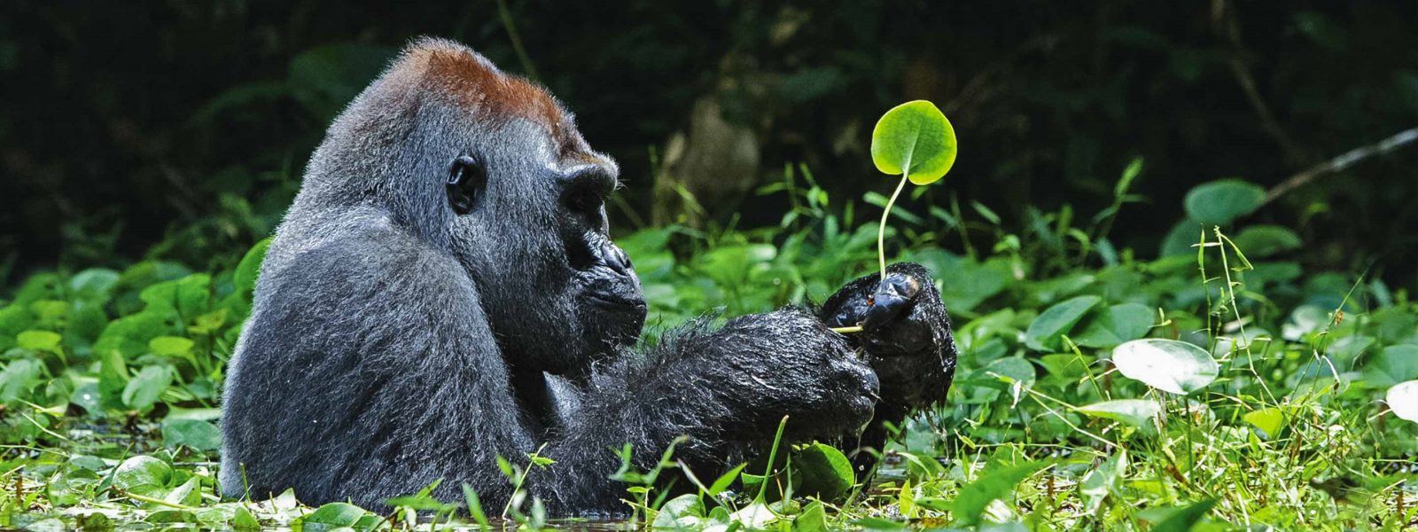 Mountain gorilla sitting in the forest during Uganda gorilla trekking from Kigali