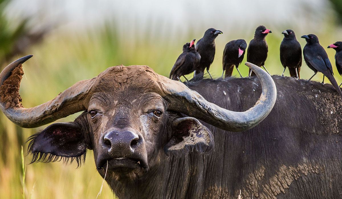 Cape buffalo with oxpecker birds on a Uganda wildlife safari game drive