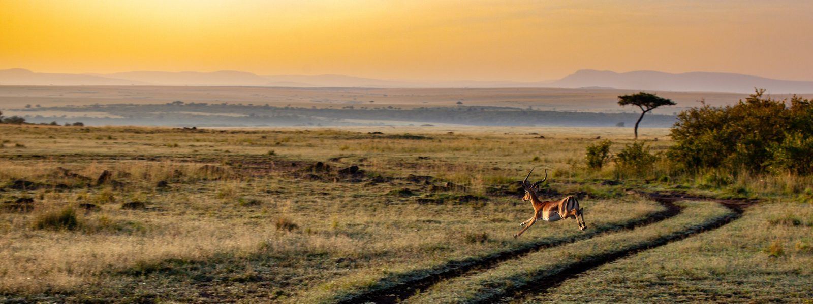 Savannah track at sunset on a 9 day Kenya safari
