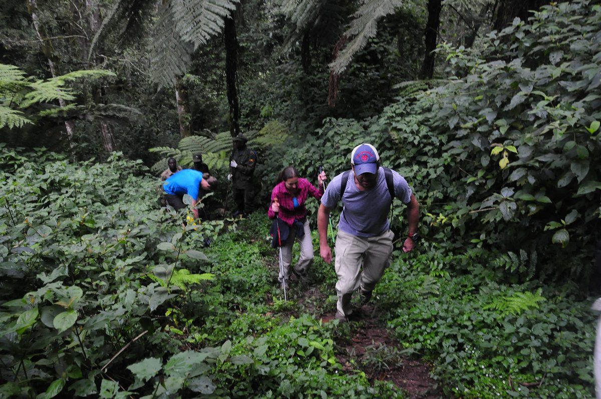 Hikers on a forest trail following gorilla trekking rules