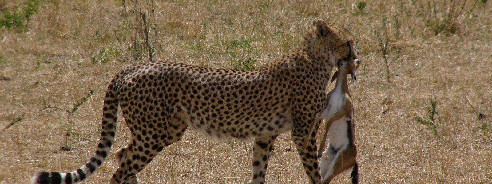 Cheetah watching the plains on a 6 day Kenya safari