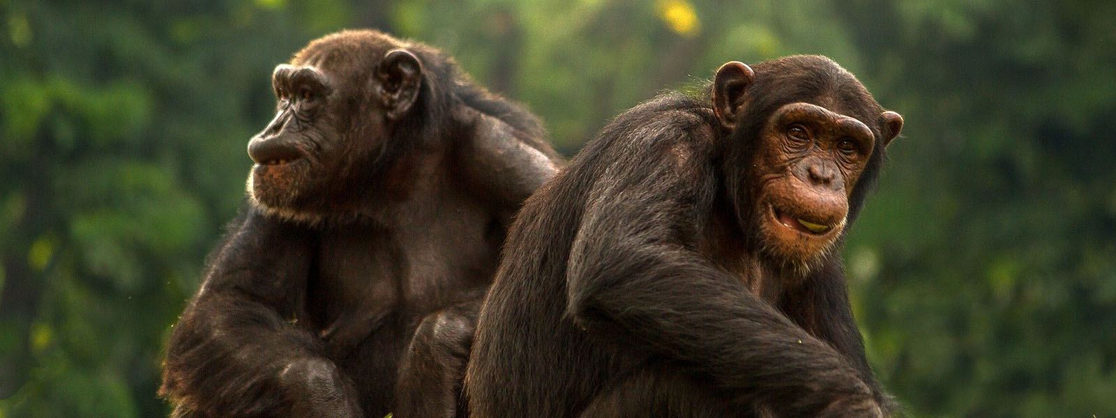 Two chimpanzees grooming on a gorillas and chimpanzees safari