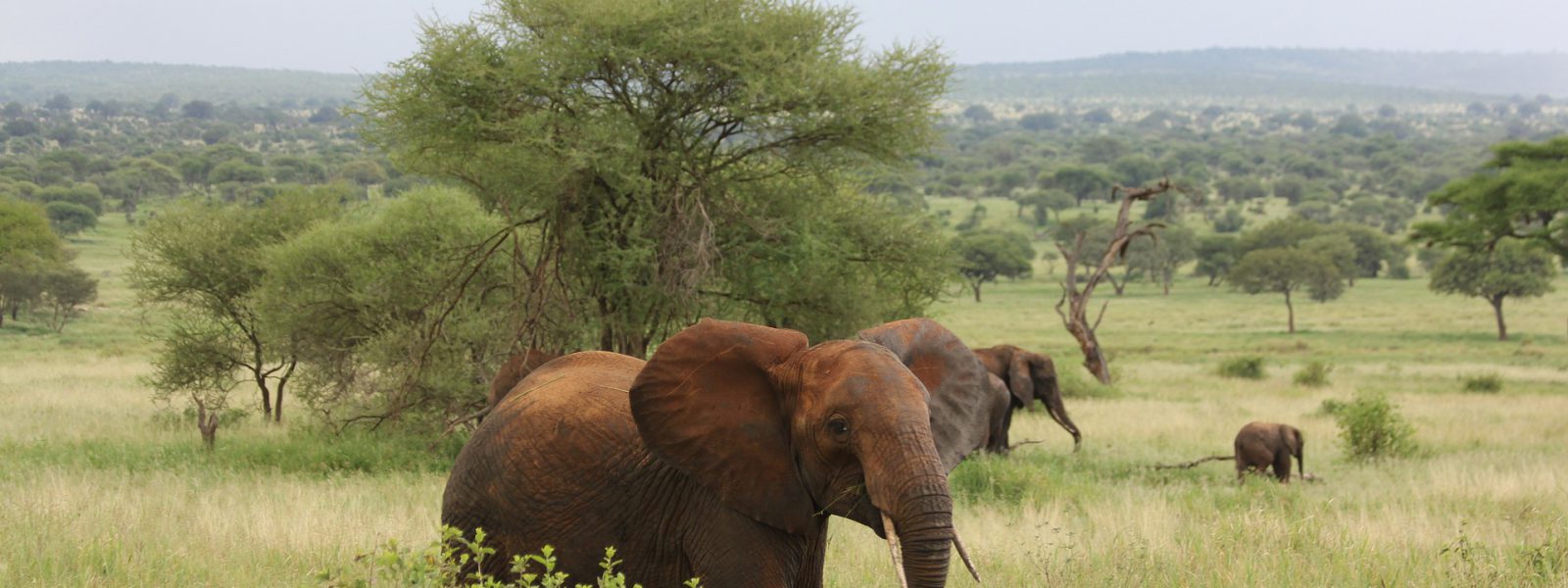 Elephants crossing the grassland on a 6 day Tanzania safari
