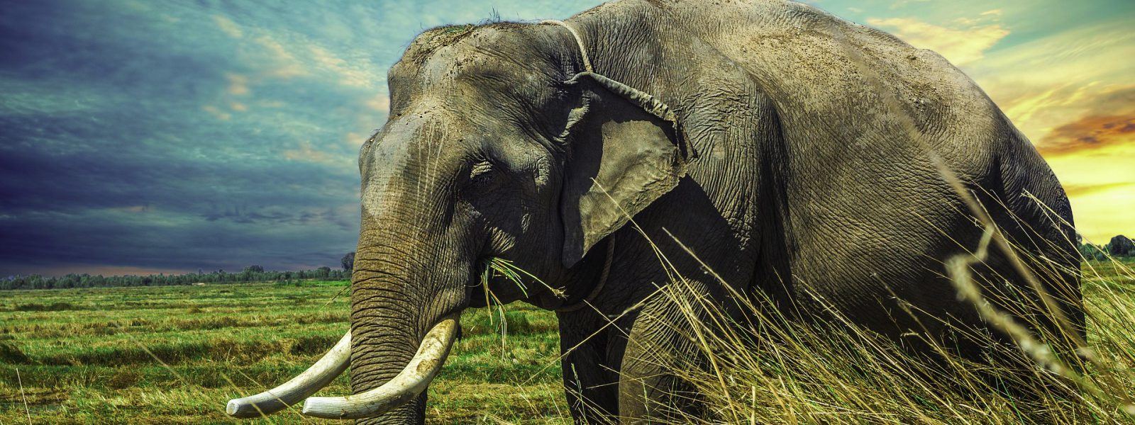 Large tusked elephant on a 12 day Uganda safari