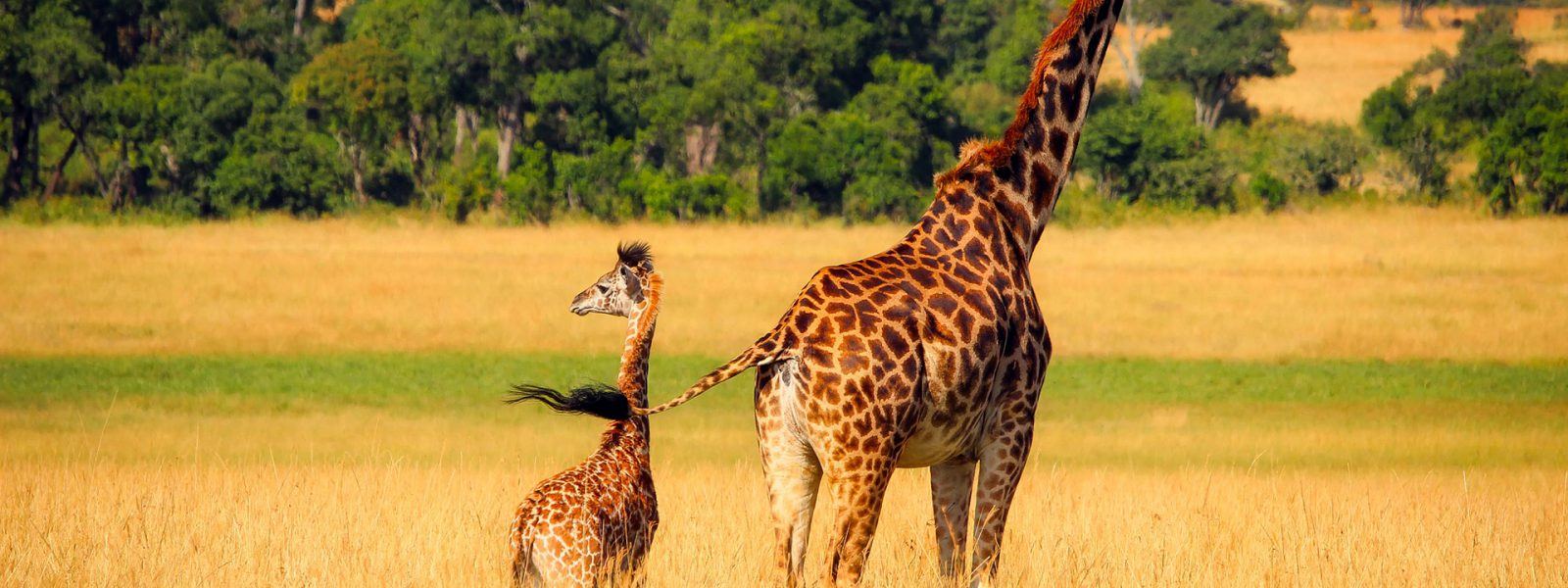 Two giraffes on the savannah on a 10 days best of Uganda safari