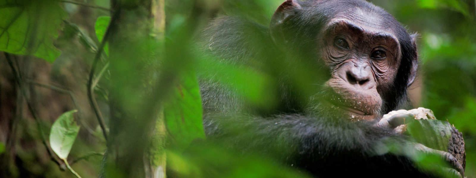 Chimpanzee in Kibale Forest on a 3 day Kibale chimpanzee safari
