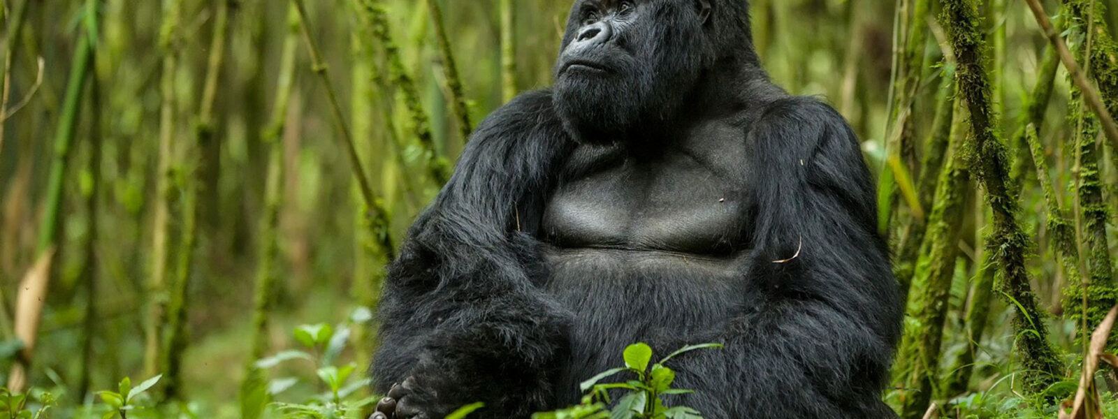 Silverback gorilla, the reason travellers compare the best country for gorilla trekking