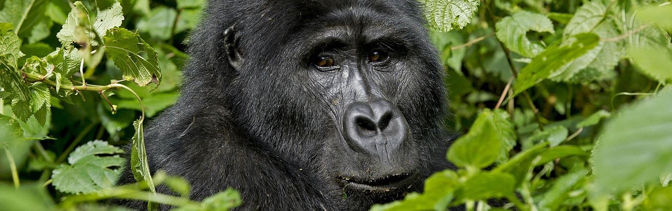 Mountain gorilla among leaves on a gorilla trekking and volcano hike