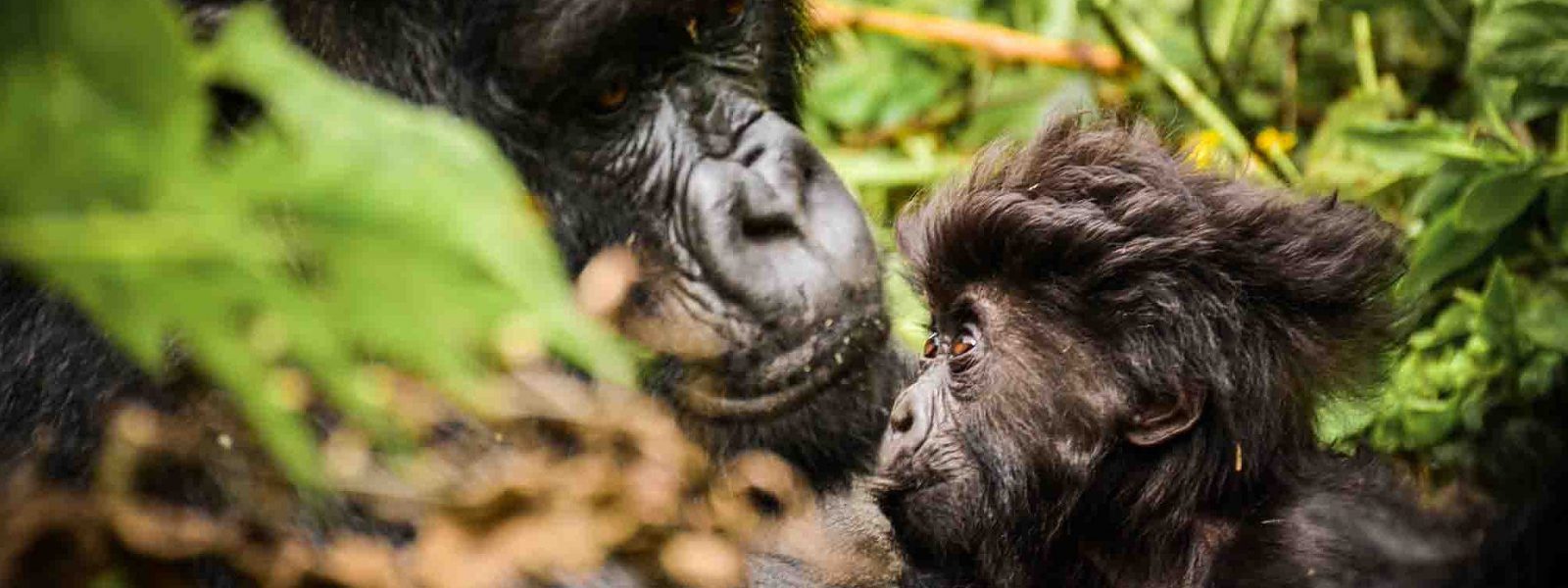 Gorilla mother with baby in Volcanoes on a 3 day Rwanda gorilla safari