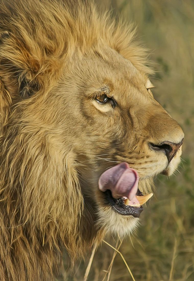 Male lion licking its lips on an East Africa safari