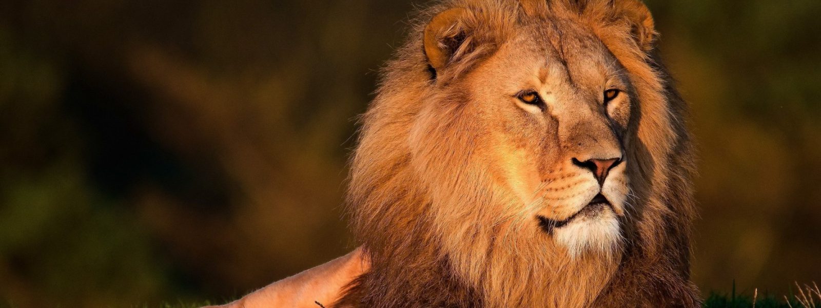 Male lion in golden light on a 3 day Queen Elizabeth safari