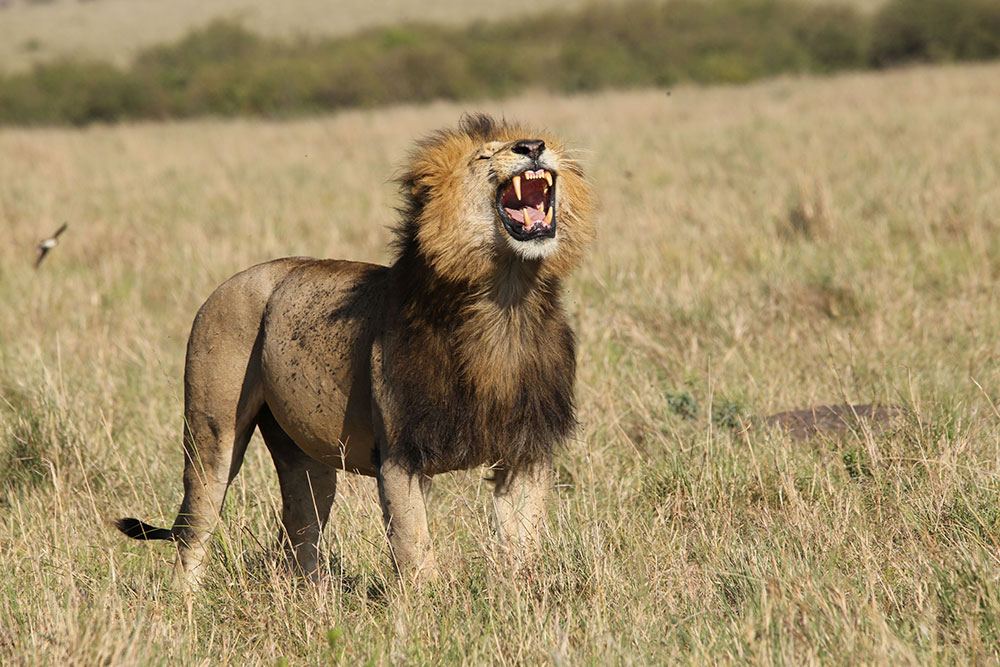 Male lion roaring in the Maasai Mara National Reserve