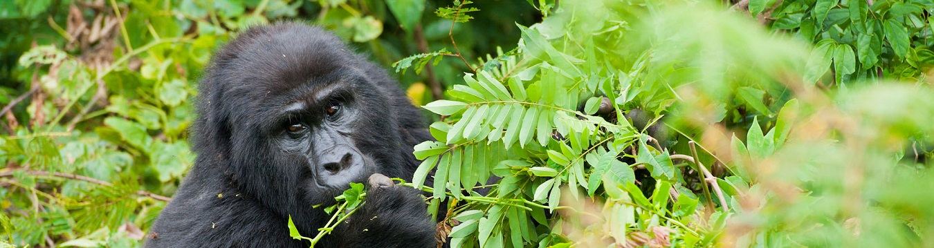 Mountain gorilla in green forest on a 3 day Bwindi gorilla trekking safari