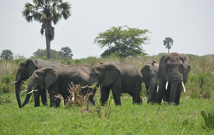 Elephant herd among palm trees on an 8 day Uganda family safari