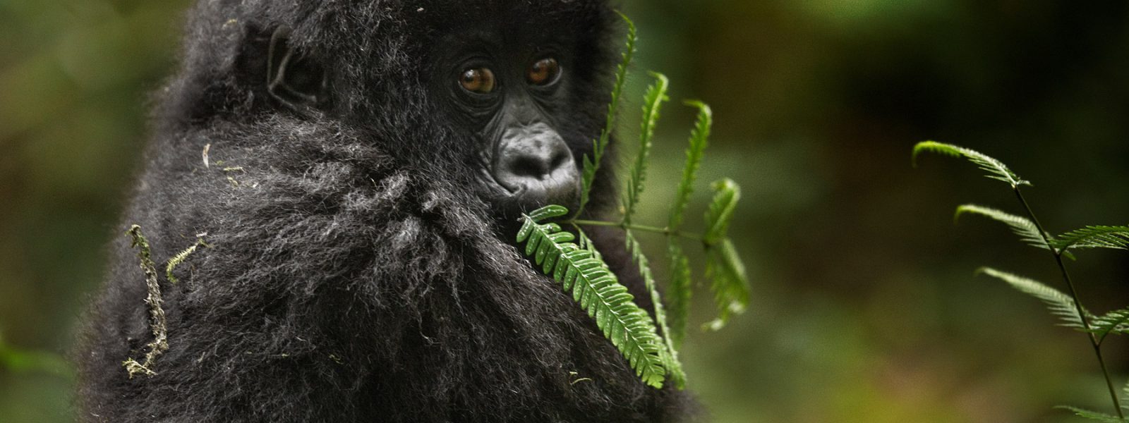 Mountain gorilla in deep shade on a 7 day Uganda primates and wildlife tour