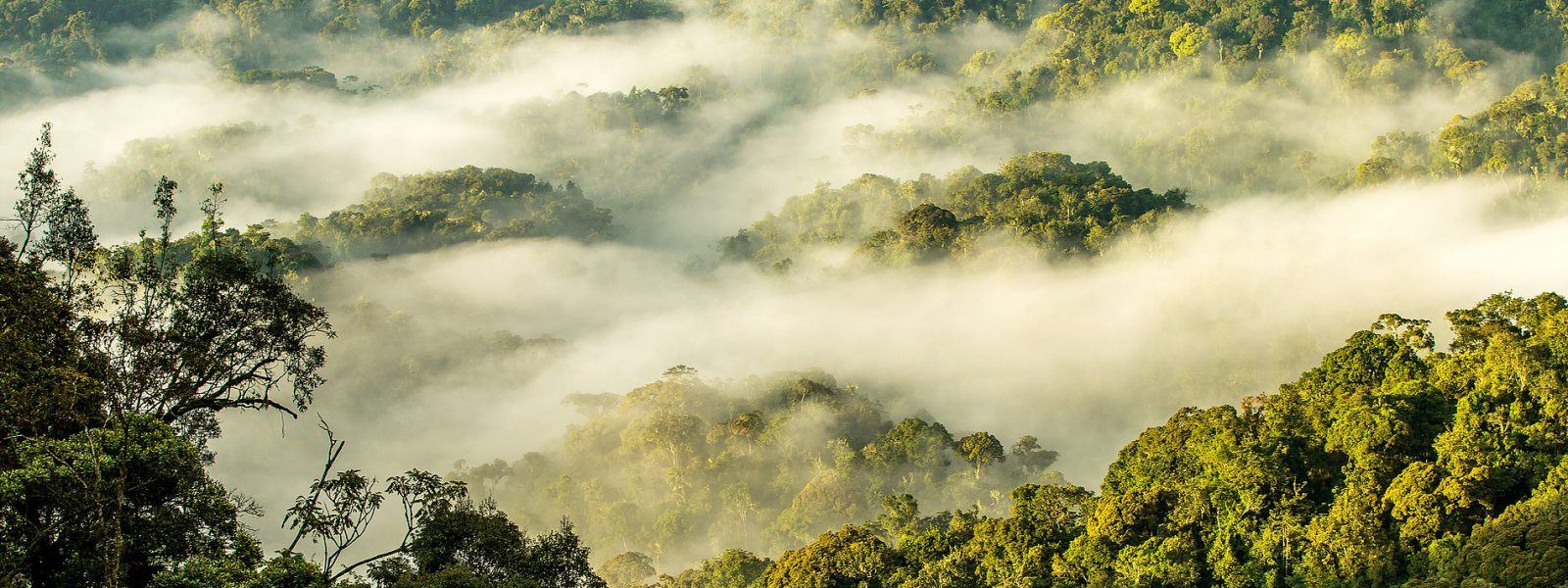 Misty forested hills of Nyungwe for chimpanzee trekking in Rwanda