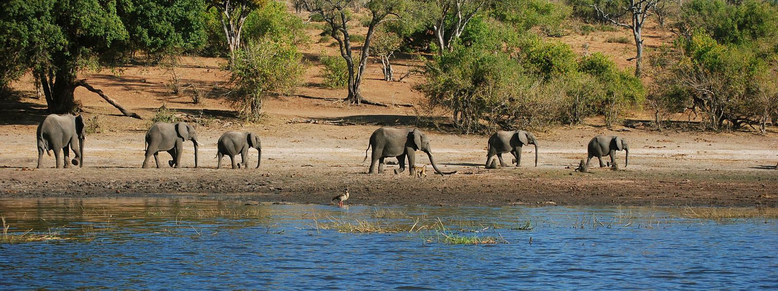 Wildlife gathered at a riverbank on Uganda group tours