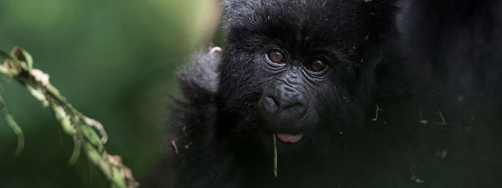 Mountain gorilla in the shade of the forest in Uganda