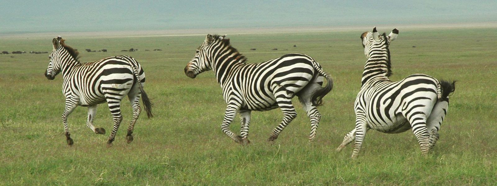 Zebras grazing on the plains on a 7 day Tanzania safari